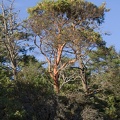 313-1289 Tree